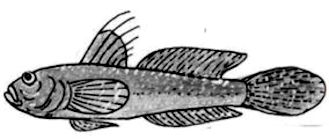 Lesueurigobius friesii